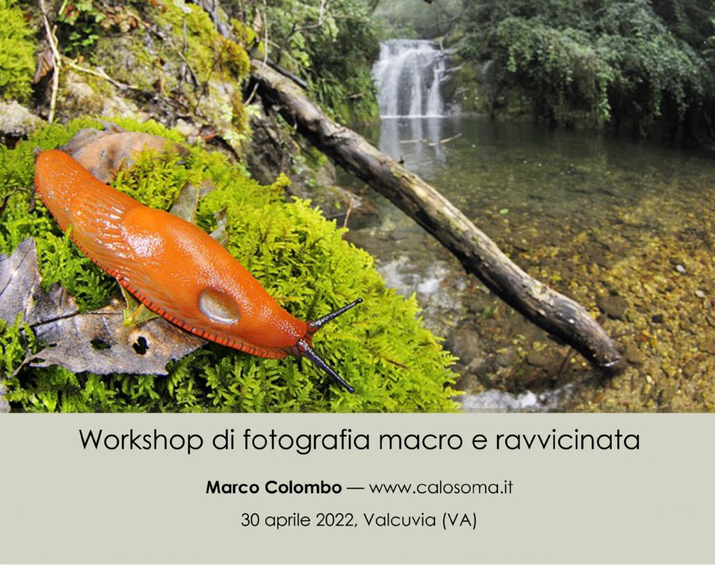 workshop di fotografia macro e ravvicinata